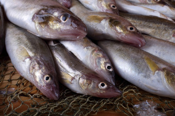 Saffron cod on net