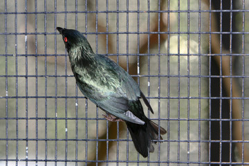 21 June 2008 an Aviary Pagoda at the Yuen Long park