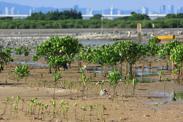 21 June 2008 the coast at Ha Pak Nai, Yuen Long