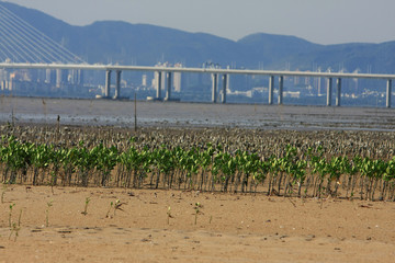 21 June 2008 the coast at Ha Pak Nai, Yuen Long