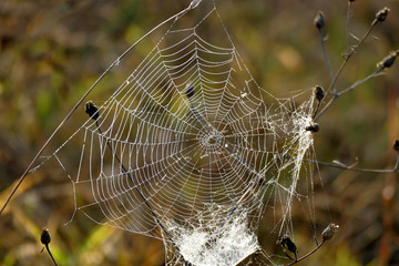 Beautiful spider web photographed at first light in the morning