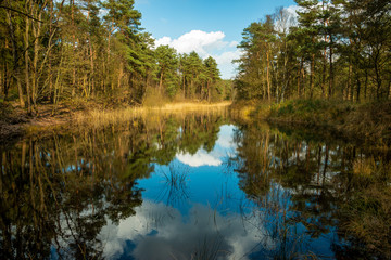 Fototapeta na wymiar Small lake with beautiful reflections of the trees in the water of the forest of Holtingerveld and a blue sky with white clouds near Havelte, province Drenthe region westerkwartier