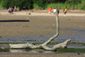 21 June 2008 the coast at Ha Pak Nai, Yuen Long