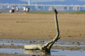 21 June 2008 the coast at Ha Pak Nai, Yuen Long