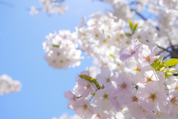 桜の花と青空