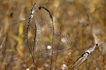 Beautiful spider web photographed at first light in the morning