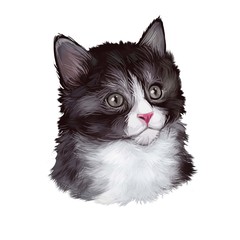 Kurilian bobtail kitten isolated on white. Kuril Islands Bobtail, Kuril or Curilsk Bobtail. Digital art illustration of hand drawn little cat for web. Head of domestic kitten ashy grey shade of coat © dneprstock