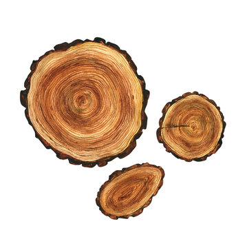 Cut down a tree. Set of watercolor illustrations. The texture of a log, trunk, stump, or round shape. Natural, eco-friendly element. Isolated on a white background.