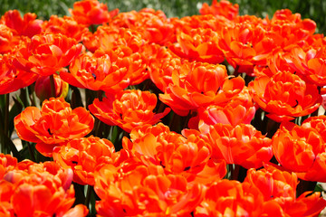 満開のチューリップ（紅獅子）