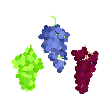Vector illustration of a bunch of grapes of different varieties on a white background in a flat style. Set of grapes of different colors for design.