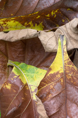  fallen yellow autumn leaf close up