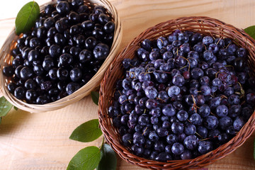 Blueberry harvest. Different varieties - Vaccinium corymbosum and Vaccinium uliginosum.