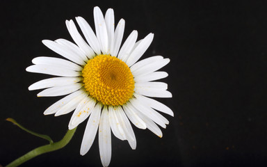 White chamomile on black background