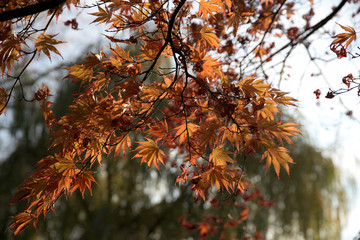 un arbre en automne dans un parc