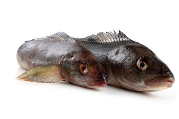 Greenling fish