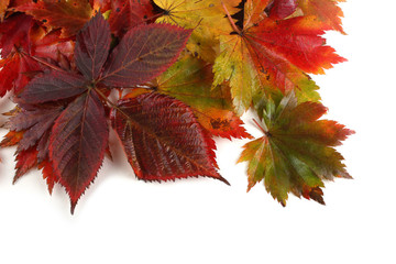 Multicolor autumn maple leaves