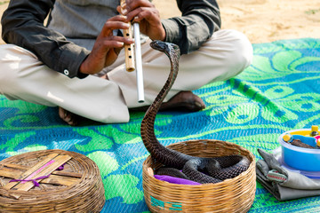 Jaipur, Rajasthan, India - January 6 2020 - A trained Indian cobra