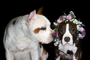 Portrait of an American Staffordshire Terrier wearing a flower wreath on a black background. Funny dog in a flower wreath.