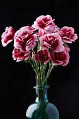 Carnation flowers isolated on black background