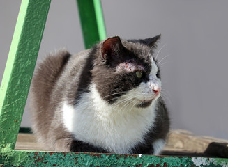 The cat is infected with feline sarcoptosis. Sarcoptosis or scabies is caused by the Sarcoptes...