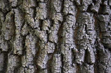 Obraz premium tree bark