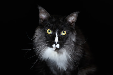 Closeup Portrait of Maine Coon Cat Head, Gaze Looking in Camera Isolated on Black Background