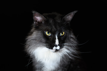 Closeup Portrait of Maine Coon Cat Head, Gaze Looking in Camera Isolated on Black Background