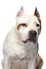 Obraz premium American Staffordshire Terrier on a white background
