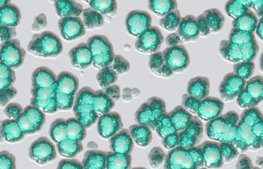 bacteria cells