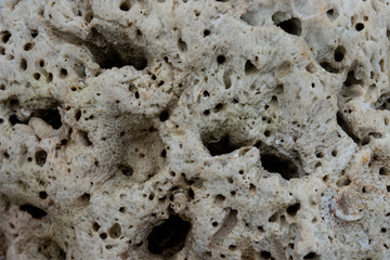 White coral texture macro photo. Dry sea coral structure closeup.