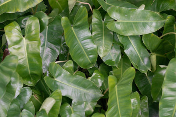 Group of tropical green leaves.