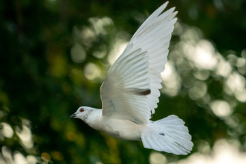 White pigeon bird flying in the sky.