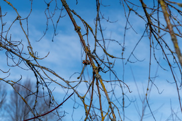 View of brown trees without leafs