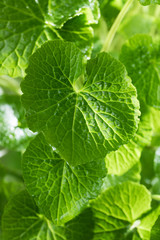 Fresh green wasabi plant