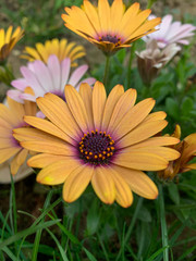 Beautiful yellow flower with a green background - African Daisy - Osteospermum Soprano