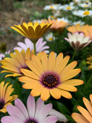 Beautiful yellow flower with a green background - African Daisy - Osteospermum Soprano