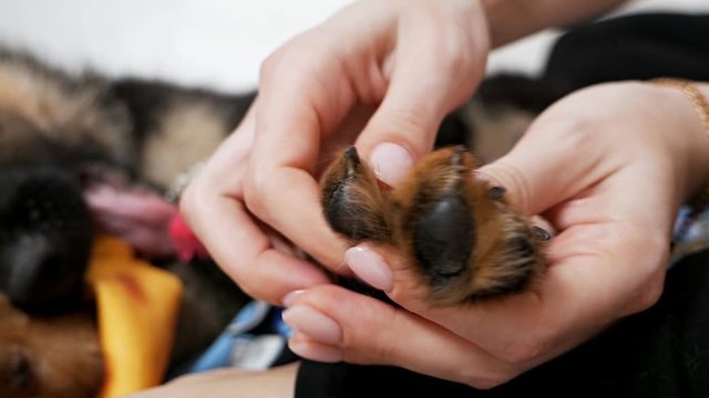 Woman's hand holding the paw of a black dog. Animal and human friendship concept