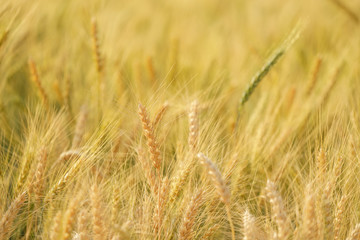 Gold grain ready for harvest in a farm field.