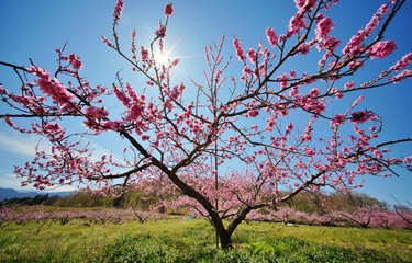 桃の花
