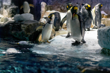 Fototapeta premium Folk of Gentoo penguins and King penguins at Osaka Aquarium Kaiyukan, Japan