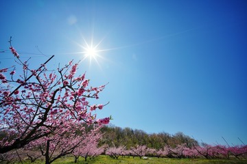 桃の花