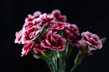 Carnation flowers on isolated on black background. Soft focus. 