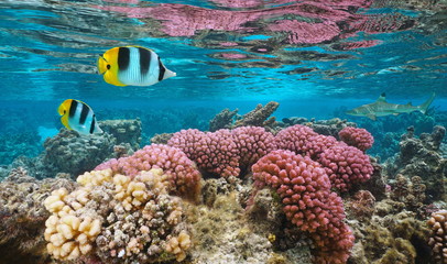 Underwater colorful coral with tropical fish in shallow water, Pacific ocean, Huahine, French Polynesia