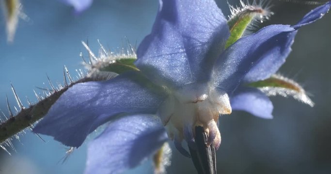 Blue borage flower in spring. Edible plant. Macro photography of borage petals.