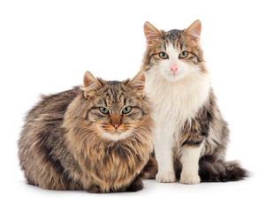 Fototapeta premium Two brown house cats.