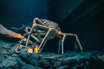 Japanese spider crab  at Osaka Aquarium Kaiyukan, Japan