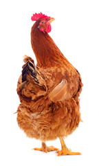 Brown hen isolated.