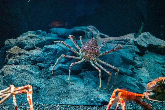 Japanese spider crab  at Osaka Aquarium Kaiyukan, Japan