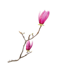 magnolia isolated on white background - obrazy, fototapety, plakaty