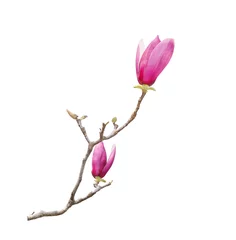 Gordijnen magnolia isolated on white background © xiaoliangge